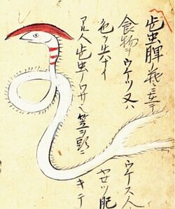 Hizo-no-kasamushi