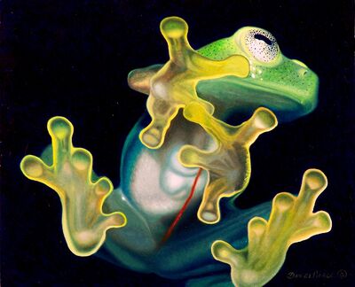 Renn-Glass-Frog-artsyhome