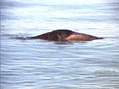 File:LakeVanMonster.jpg