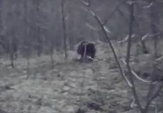 Dogman3