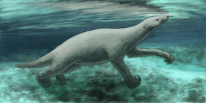 THALASSOCNUS 1