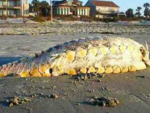 Folly Beach Monster