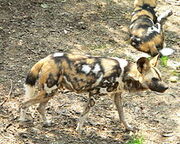 African wild dog