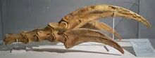 Claw