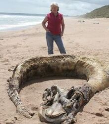 Aberdeen Carcass
