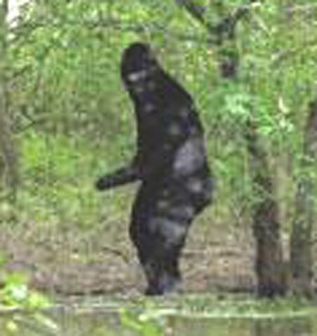 File:Bigfoot2.jpg