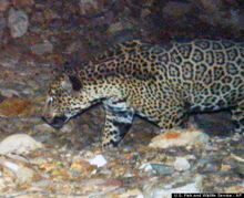 O-JAGUAR-PHOTO-ARIZONA-570