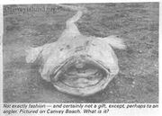Fir cryptid wiki 5