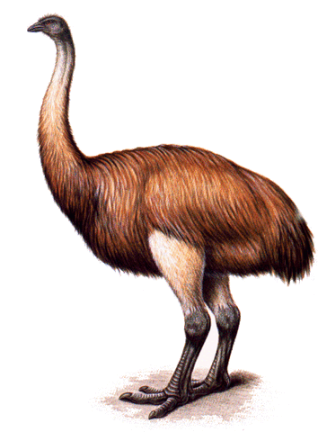 File:Moa2.gif
