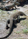 KomodoDragon