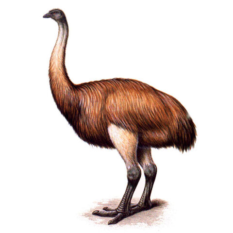 File:Moa3.jpg