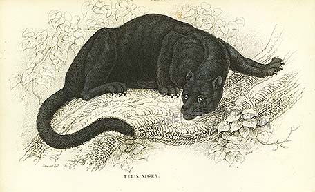 File:Black puma.jpg