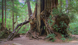 The Kalaloch Cedar