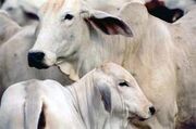 P-cattle