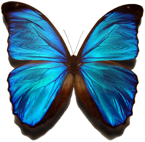 Файл:Morpho menelaus.png