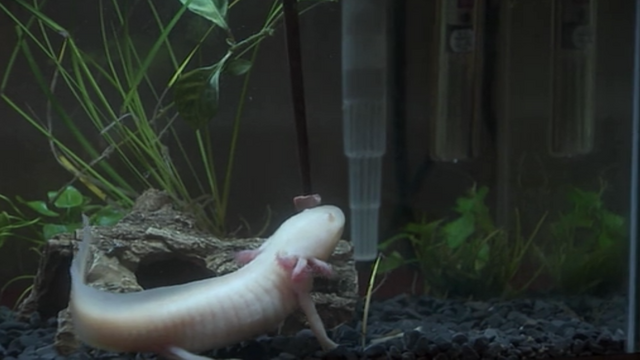 File:Feeding Marilyn the axolotl.png