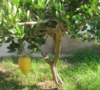 Etrog temani12.jpg