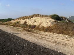 Calcareous sandstone a Route 2 near Zicron jacov