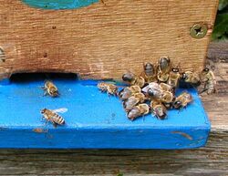 Pushed Away Drone Bees