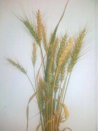 Wheat arad.jpg