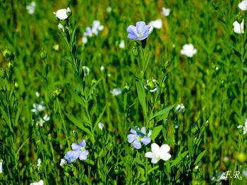 Linum usitatissimum.jpg