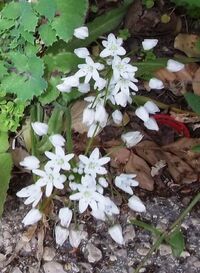Allium neapolitanum.jpg