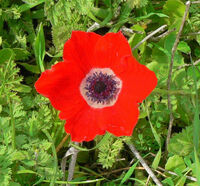 Calanit006.jpg