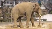 Elephas maximus bengalensis01 960.jpg