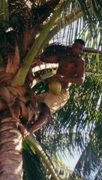 Coconutpicking.jpg