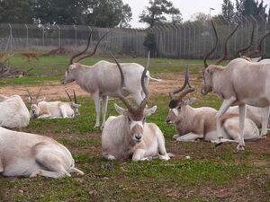 Addax-SRG001.jpg