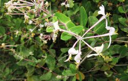 Lonicera1.jpg