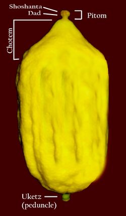 Etrog Anatomy.jpg