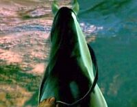 Horsebuttfable