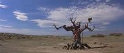 Tree of woe