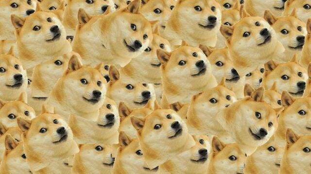 File:Muchdoge-700x393.jpg