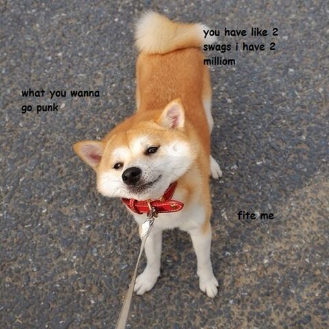 File:Doge-meme-tumblr-6519.jpg