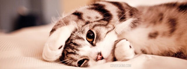 Datei:Adorable-kitten-fb-cover-photo.jpg