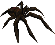 Spider large