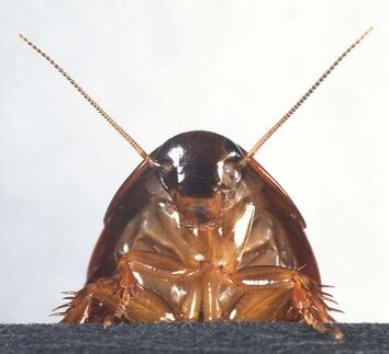 Barata