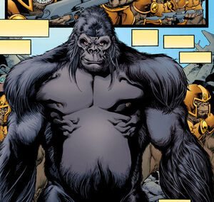 GorillaGrodd