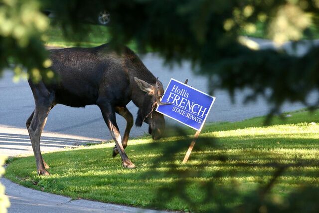 File:Freench moose.jpg