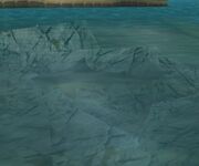 Shark(VC).jpg