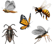 Insekten, GTA V.png
