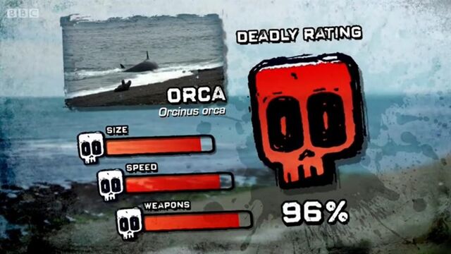 File:PTP DR killer whale.jpg