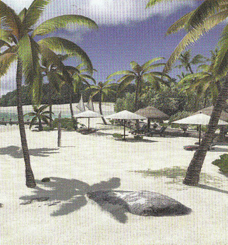 File:NikiBeach(NewZackIsland)1.jpg