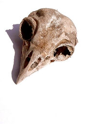 Bird skull