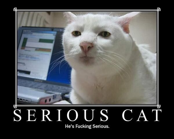 File:Serious cat.jpg