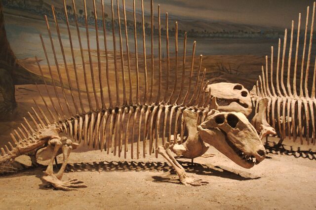 File:Dimetrodon pair.jpg