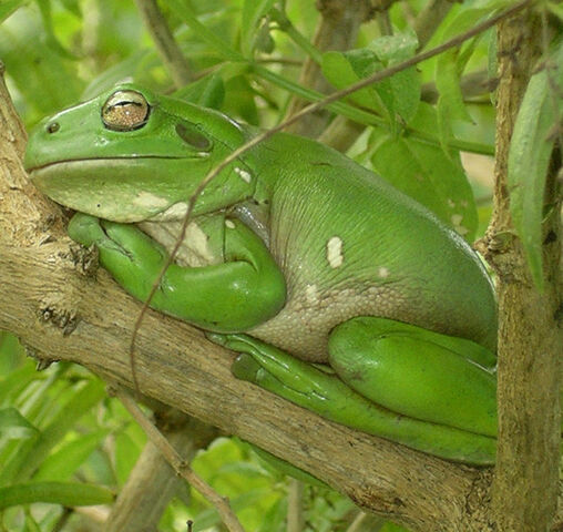File:Prosalarius.jpg
