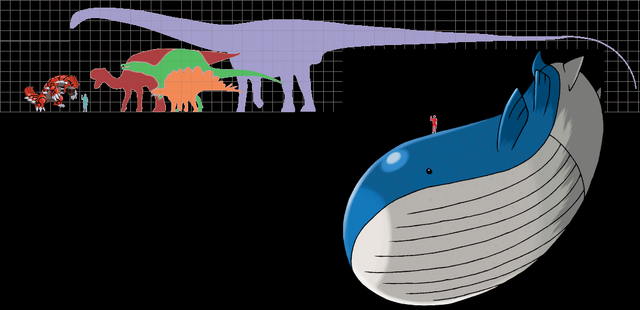 File:Wailord scale.png
